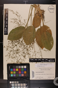 Alisma subcordatum image