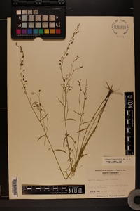 Lobelia nuttallii image