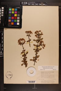 Viburnum obovatum image