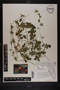 Melothria pendula image