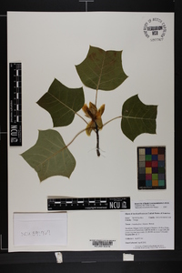 Liriodendron chinense image