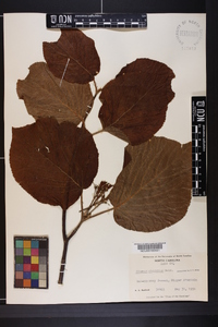 Viburnum lantanoides image