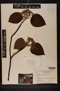 Viburnum lantanoides image