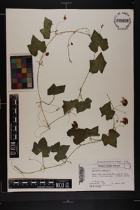 Melothria pendula image