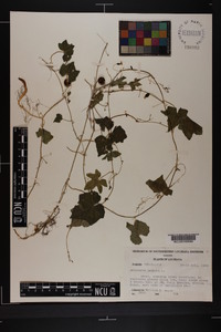 Melothria pendula image