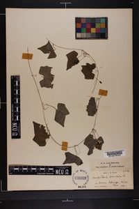 Melothria pendula image