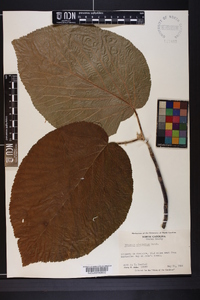 Viburnum lantanoides image