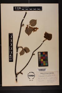 Viburnum lantanoides image