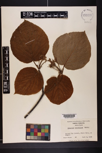 Viburnum lantanoides image