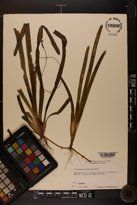 Vallisneria americana image