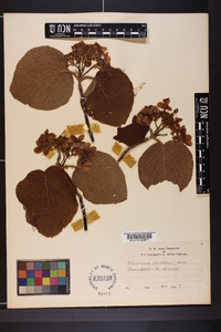 Viburnum lantanoides image