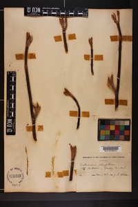 Viburnum lantanoides image