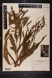 Rumex altissimus image