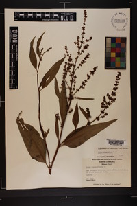 Rumex altissimus image