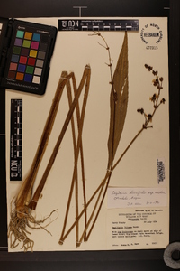 Sagittaria falcata image