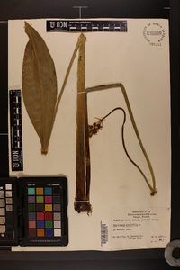 Sagittaria lancifolia image