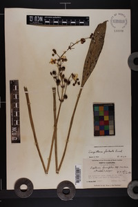 Sagittaria falcata image