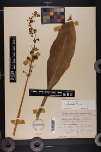 Sagittaria lancifolia subsp. media image