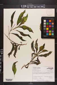 Potamogeton amplifolius image