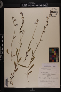 Lobelia flaccidifolia image