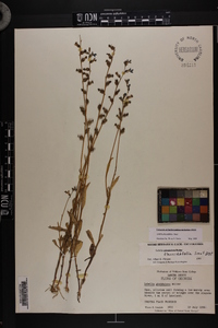 Lobelia flaccidifolia image