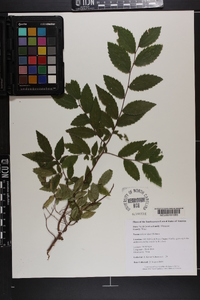 Ulmus alata image