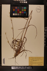 Schizachyrium sanguineum var. hirtiflorum image