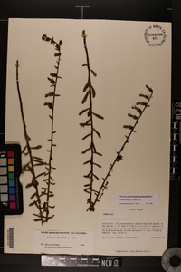 Lobelia brevifolia image