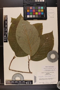 Magnolia acuminata image