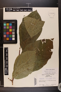 Magnolia acuminata image