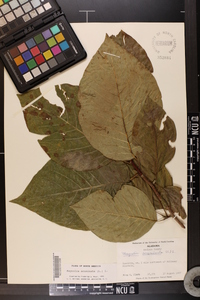 Magnolia acuminata image