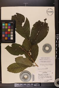 Magnolia acuminata image