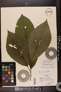 Magnolia acuminata image