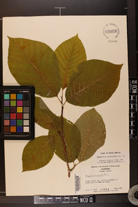 Magnolia acuminata image