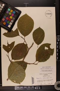 Magnolia acuminata image