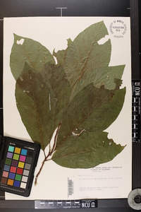 Magnolia acuminata image