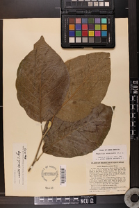 Magnolia acuminata image