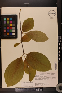 Magnolia acuminata image