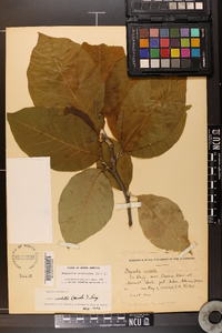 Magnolia acuminata image