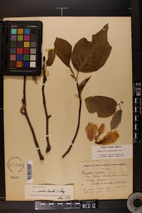 Magnolia acuminata image