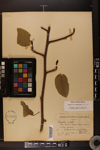 Magnolia acuminata image