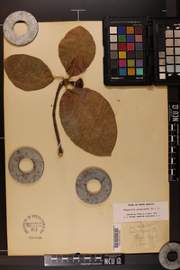 Magnolia acuminata image