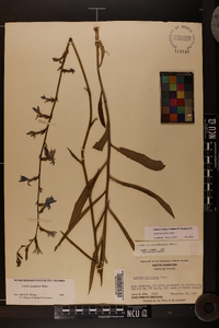 Lobelia glandulosa image