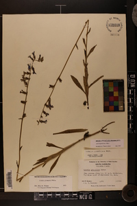 Lobelia glandulosa image