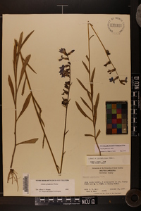 Lobelia glandulosa image