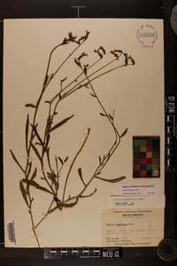 Lobelia glandulosa image