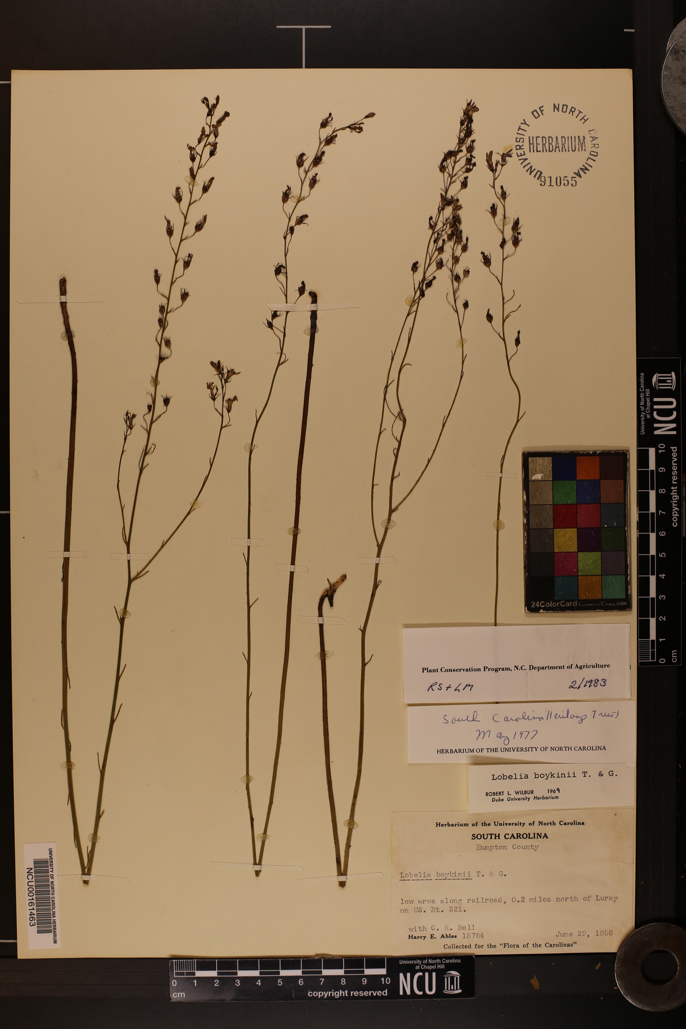 Lobelia boykinii image