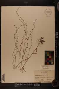 Lobelia nuttallii image