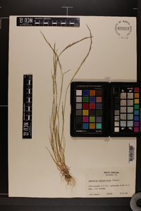 Agrostis elliottiana image