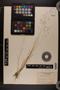 Agrostis elliottiana image